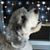Janet Willis's profile image