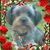 Christina Tomlinson Benstead's profile image