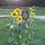 Shelley Caldwell's profile image