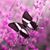 Iffat Javed's profile image