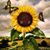 Rene Hunter Schmit's profile image