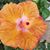 Hazel Caldwell's profile image