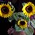 Susan Shaut Goodson's profile image