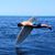Milan Brunner's profile image