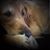 Shawna Rinaldi's profile image