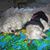 Peggy Wood's profile image