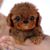Ree Vee's profile image