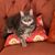 Sandy Cliff's profile image