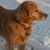 Denise Folz Delander's profile image