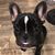Sharon Carrillo's profile image