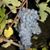 Elaine Donnadio's profile image