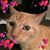 Judy Petrisko Laird's profile image