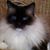 Alice Dagenhardt's profile image