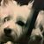 Debbie Benish's profile image