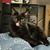 Renata Allison's profile image