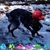 Michele Wise Perro's profile image