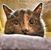 Jessica Clundrina Nishimoto's profile image