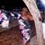 Regina Hodgepodge Johnson's profile image
