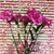 Kathy Chance Bouchard's profile image