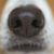 Susan Goble's profile image