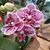 Christina Mallia Yzaguirre's profile image