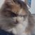 Christine Brush's profile image