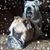 Corrine Terry Cassavaugh's profile image
