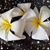 Lori Mauer Hardin's profile image