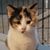 Jessica Bokelman Hayes's profile image