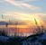 Diane Morris's profile image