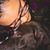 Kayla DeVito's profile image