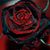 Corrine Swearingen's profile image