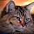 Becky Cutshaw's profile image