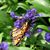 Stacie Corrao's profile image
