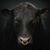 Jimmy Richeson's profile image