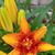 Judy Dobis-Grant's profile image