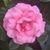 Sonia Labovitz's profile image