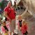 Ghislain Mes Amours Ernaelsteen's profile image