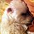 Jayne Hammer's profile image