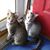 Pamela Whiddon's profile image