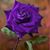 LaTonia Adams's profile image