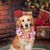 Lisa Kime's profile image