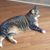 Leslie Moyer Robey's profile image