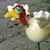 Carol Mattox's profile image