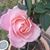 Karlene Krueger Cantrell's profile image