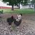 Sharron Dark's profile image