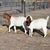 Kristina Ayars Sparks's profile image