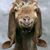 Anthony Shafer's profile image