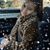 Tashia Smith's profile image