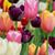 Diane Hopkins's profile image